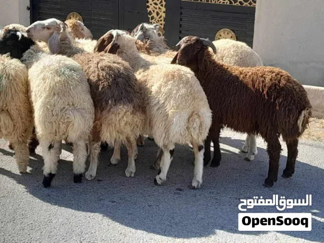 مطلوووب مزرعه للايجار اربد