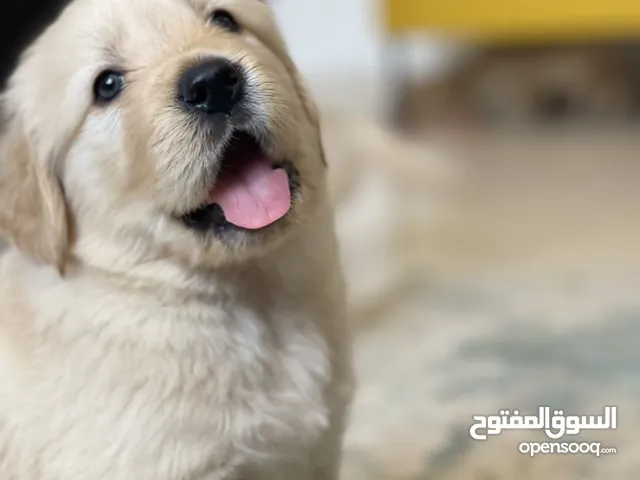 كلاب للبيع : موقع #1 في الكويت : جيرمن شيبرد : هسكي : بيتبول : كلاب للبيع  وللتبني