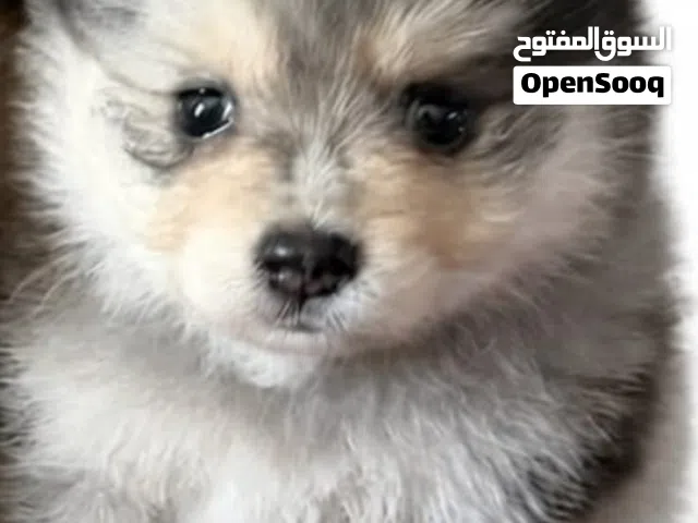 available male and female pomeranian 50 days available poodle female 4 months vaccinated with passpo
