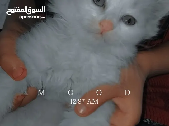 لبيع في خربت السوق