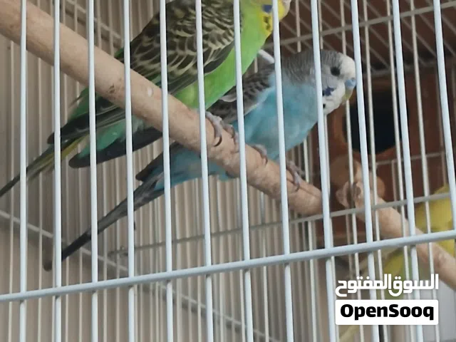 Budgies Pair take all