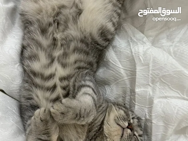 سكوتش فولد للبيع