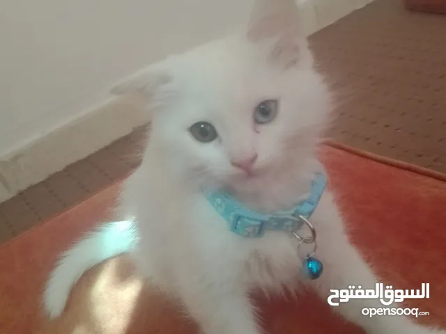 قطط جميله للتبني شرط تشتري لتر بوكس وبوكس متنقل تاعت اكل كل هذا بس 20 وبنوصلك اياه فقط لطبربور