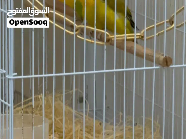طيور فيشر زوج جميل