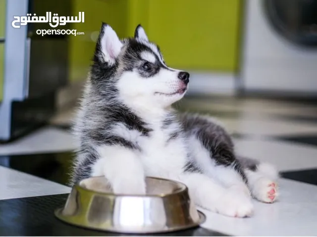 جرو هاسكي عمر 3 شهور ماخذ. اول مطعوم وحب الدود قايل للتفاوض بسيطه