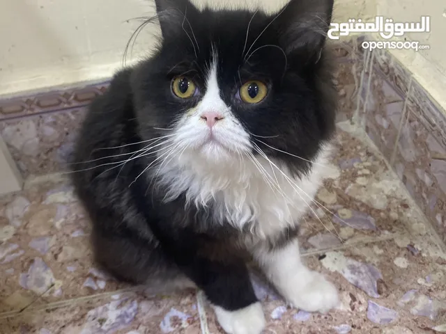 قط ذكر للبيع
