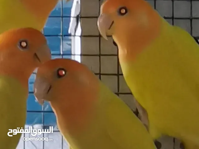 روز أورنج أبلاين نخب أول عمر سنه جاهزات تابع التفاصيل مع مقطع الريلز