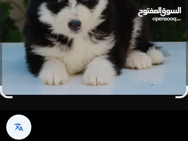 هاسكي بيور العمر 67يوم