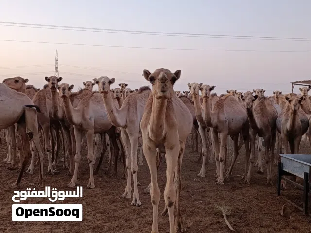 إبل طيبة للبيع بأسعار منافسة وخصومات خاصة للكميات