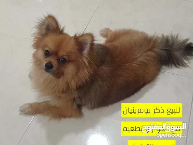 بومرينيان لعوب و يلعب وي الاطفال