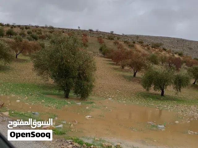 Farm Land for Sale in Zarqa Al-Alouk