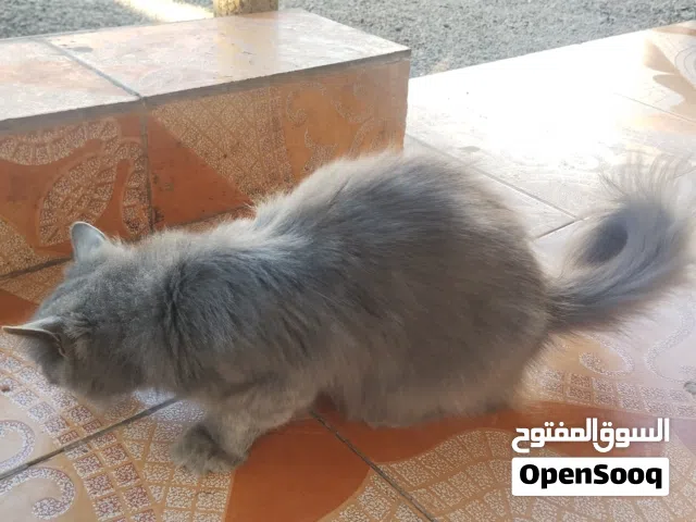 قط دخاني شيرازي مع ابنين هجينين يبدو انه من فصيلة نيبلونج النادره