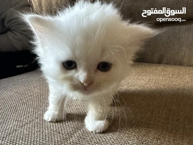 1 month old Persian Kitten for adoption