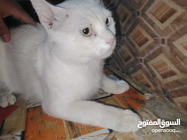 قط ابيض عين خضره وعين زرقاء
