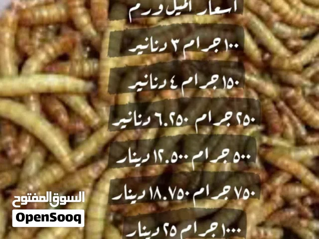 دود القبابي الميل ورم