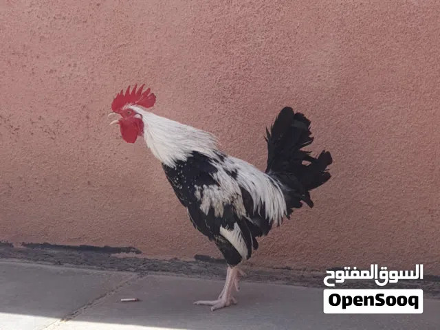 سلام عليكم