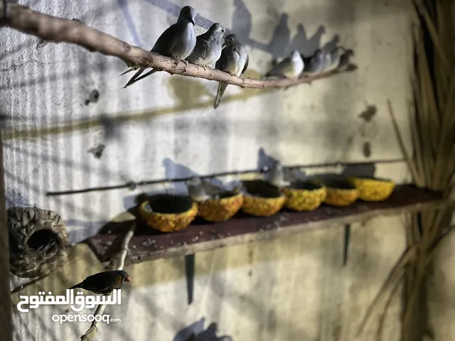 محمية كاملة حمام ملكي ثلجي شوف الوصف