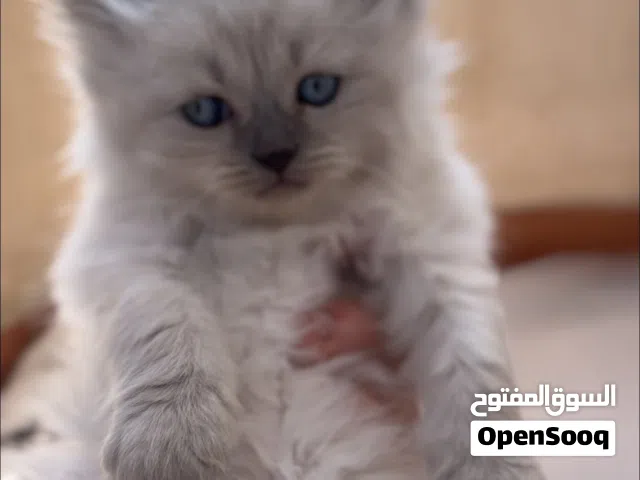كيتن راغدول بيور شقيه ولعبيه جدا