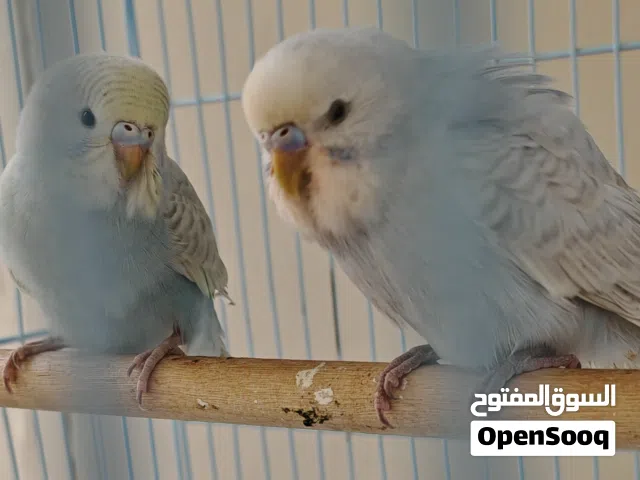 2 بادجي محلي