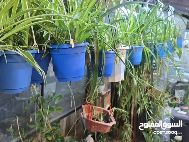 نباتات ضليه داخليه
