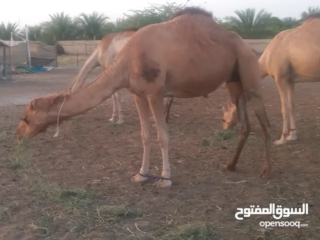 بوش فووول سمنه للبيع عشان عيد الاضحى