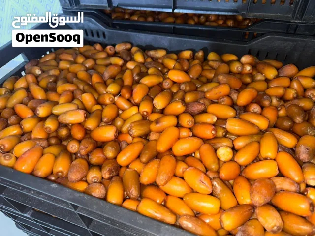 تمور دقلة مصروب