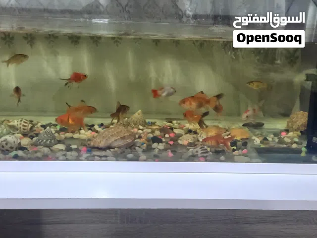 حوض سمك للبيع