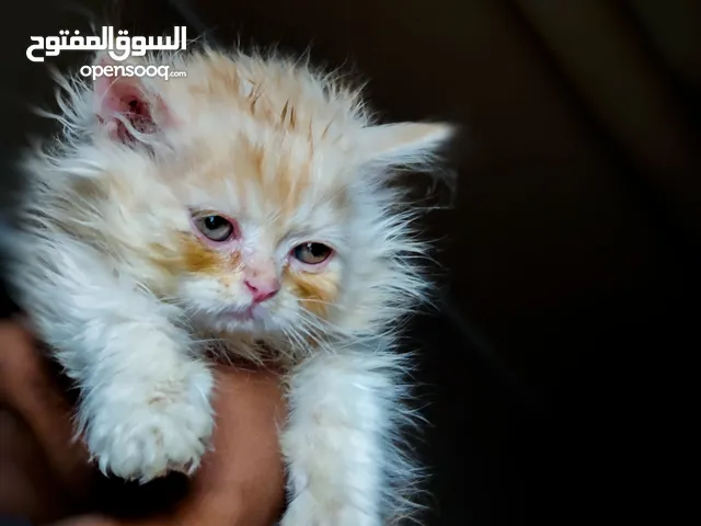 معك عشرة الف وتشتي كيتن فخم   ذكر شيرازي بيور لون فخم وشعر كثيف عيووووون عسلي عمر شهرين