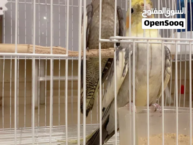 طيور كروان كوكتيل