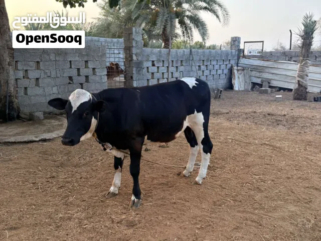 عجل باكستاني