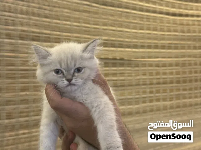 قط همالايا و شيرازي العمر شهرين ونص
