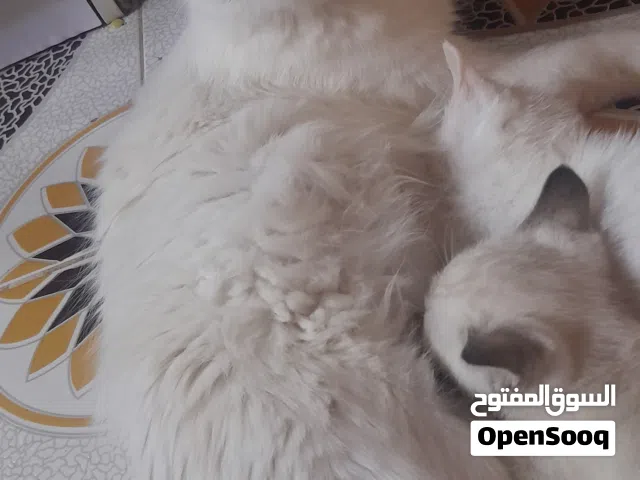 قطة مع أطفالها للتبني