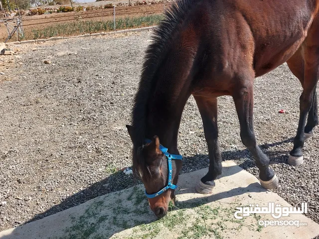 مهره اصيله للبيع