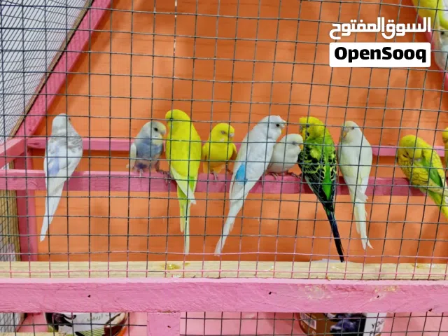 طيور حب للبيع   اقره الوصف