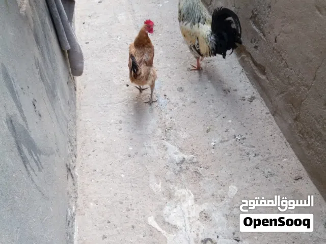 دجاج للبيع