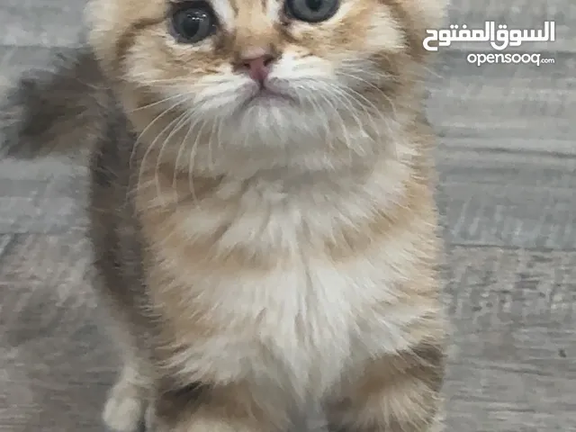 قطط صغيره للبيع