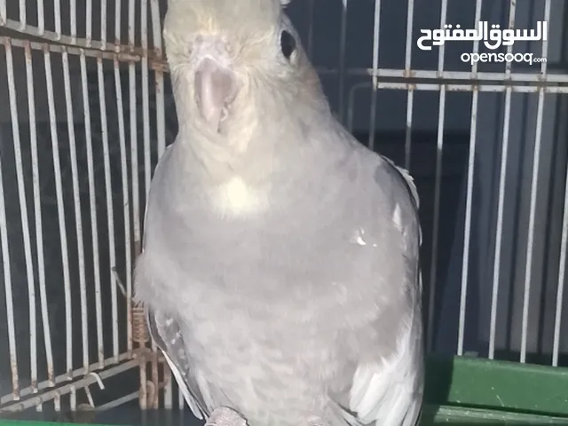 ذكر كوكتيل