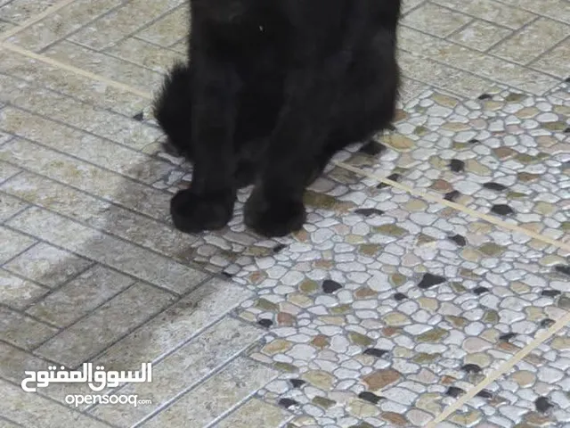 قط للبيع 40 Dt,