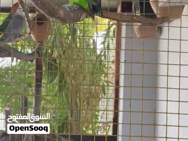 زوج فيشر للبيع