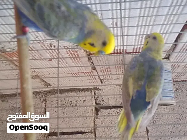 السلام عليكم ////متاح بفضل الله كوبيه رينبو موصفات ربي يبارك