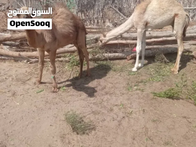 بن مهدي لبيع القعدان