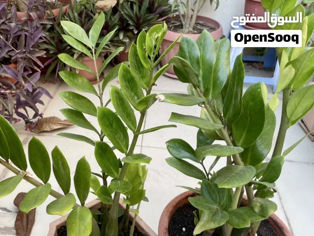 ZZ plant Pair, healthy with pots