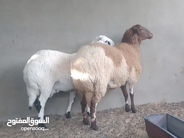 بركوسات للبيع