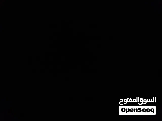 صيصان حبش عمر يوم