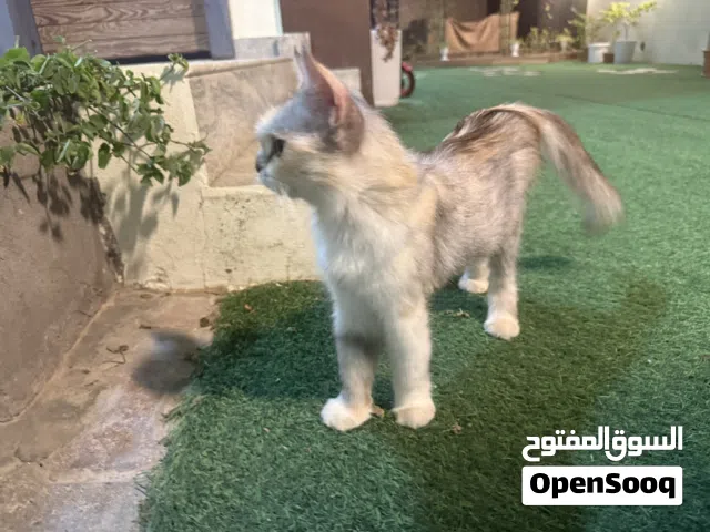 قطط شيرازي للبيع