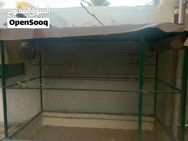 اللبيع قفص مع الطيور جاوا ثمن حبات منتجين مطلوب فيهم 1800