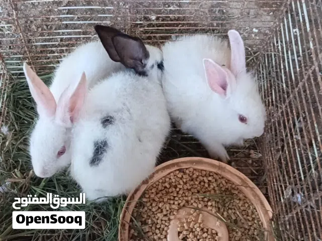 أرنب فرنسي