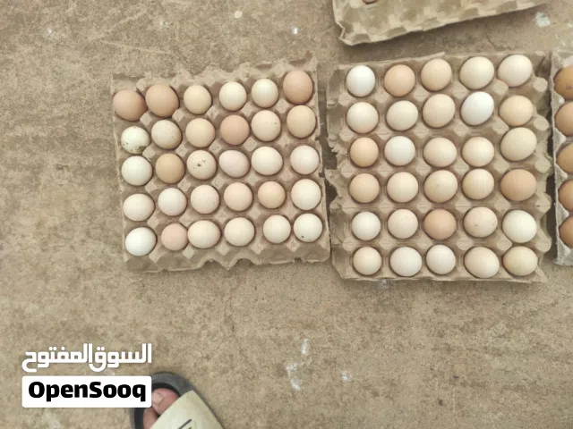 دحي دجاج عربي ممتاز و مخصاب