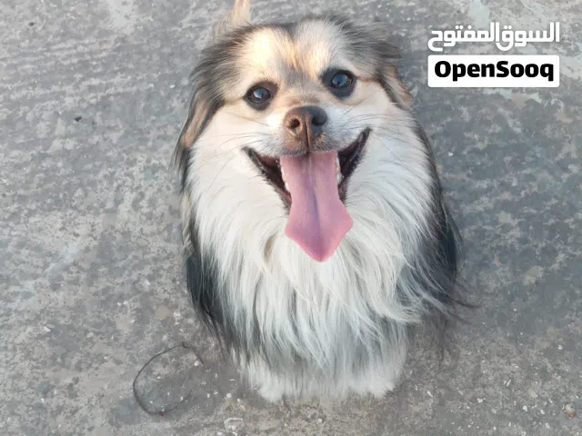 كلب زينة للبدل