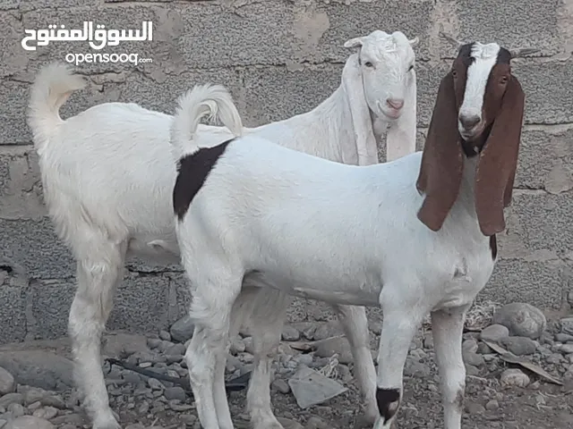 هوش باكستانيات اصل سمان فول ماشاء الله